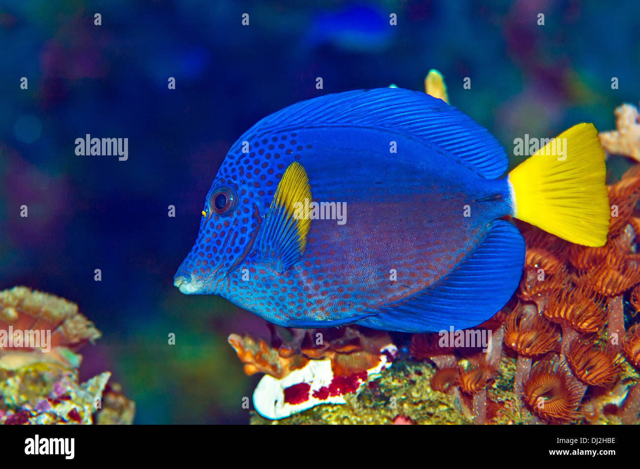 REGAL BLUE TANG - Tropical Fish in a coral reef Stock Photo
