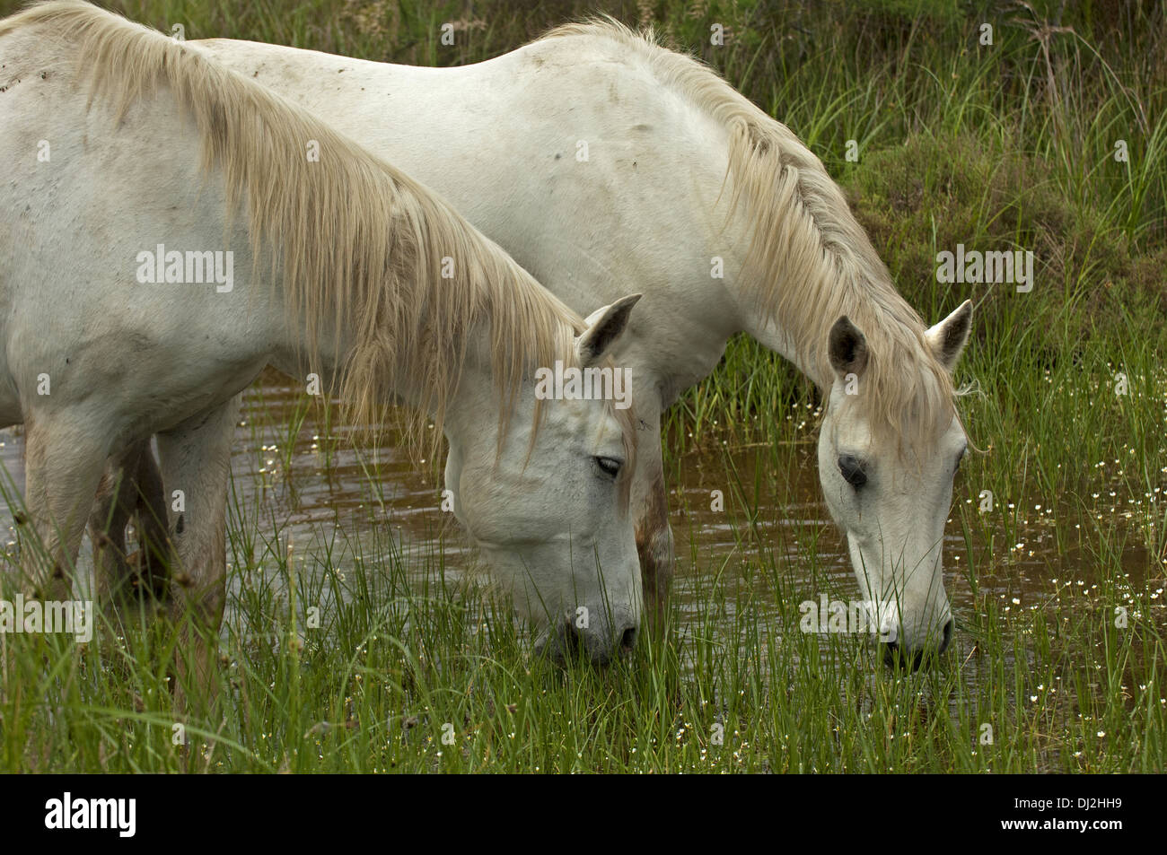 Grazing Camargue horses Stock Photo