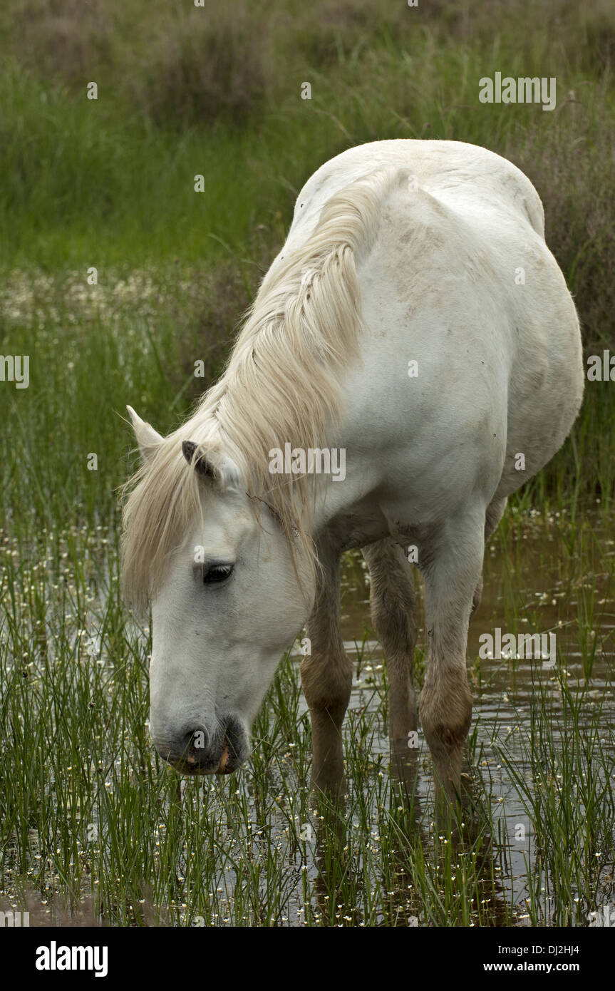 Camargue horse foraging in a wetland Stock Photo