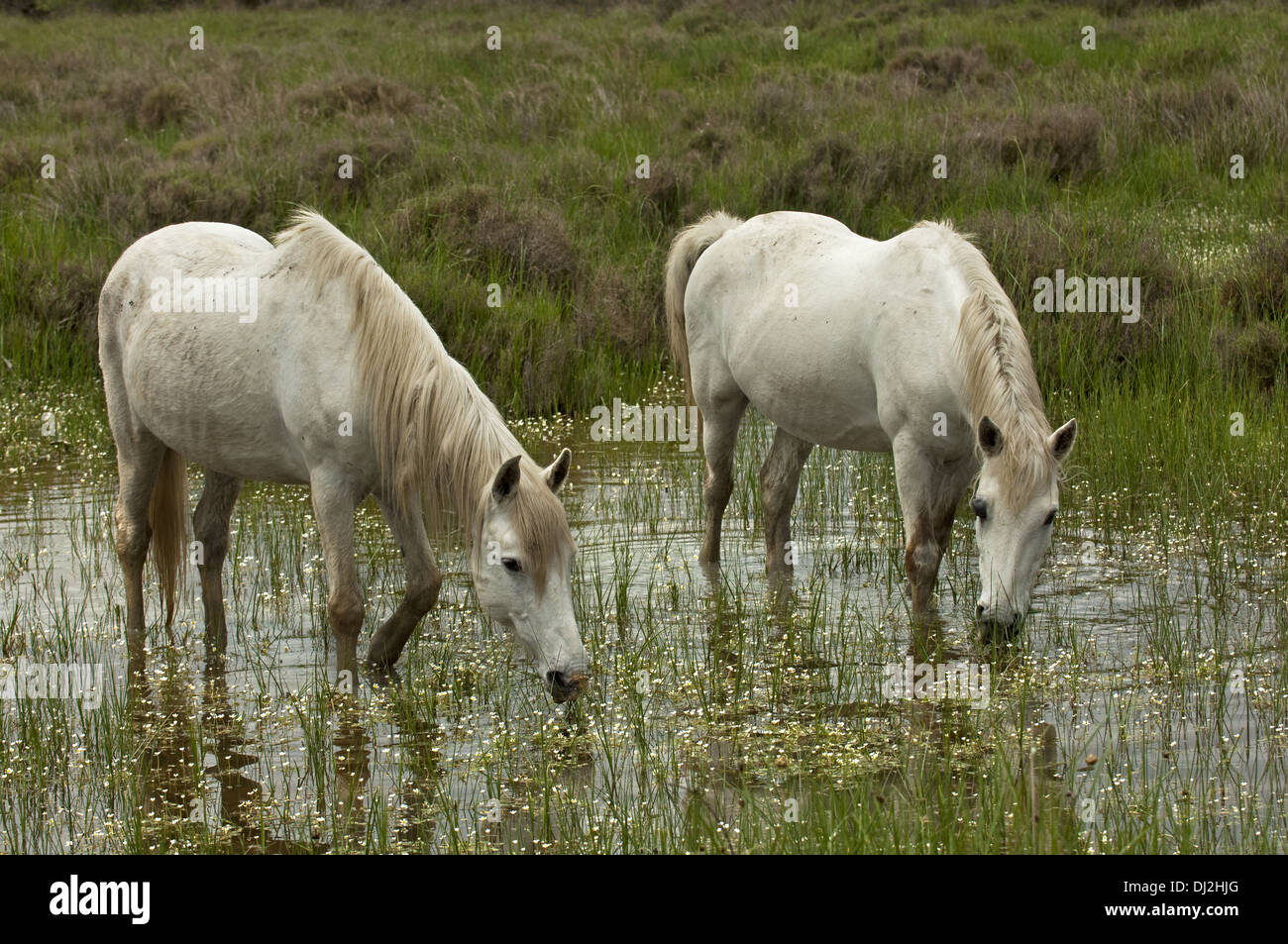 Camargue horses, Camargue, France Stock Photo