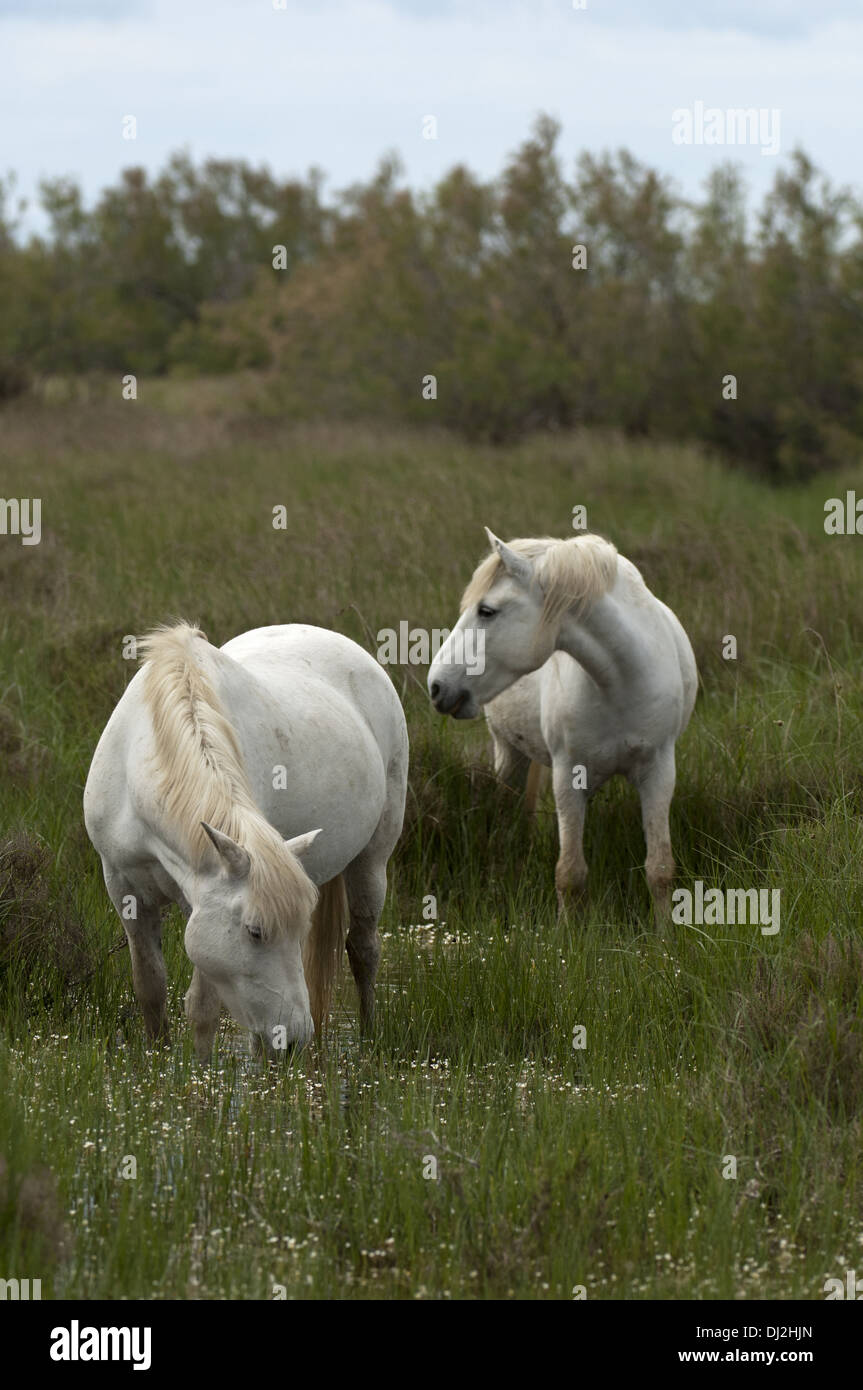 Two Camargue horses grazing, France Stock Photo