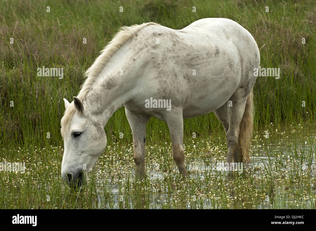 Camargue horse in a wetland Stock Photo