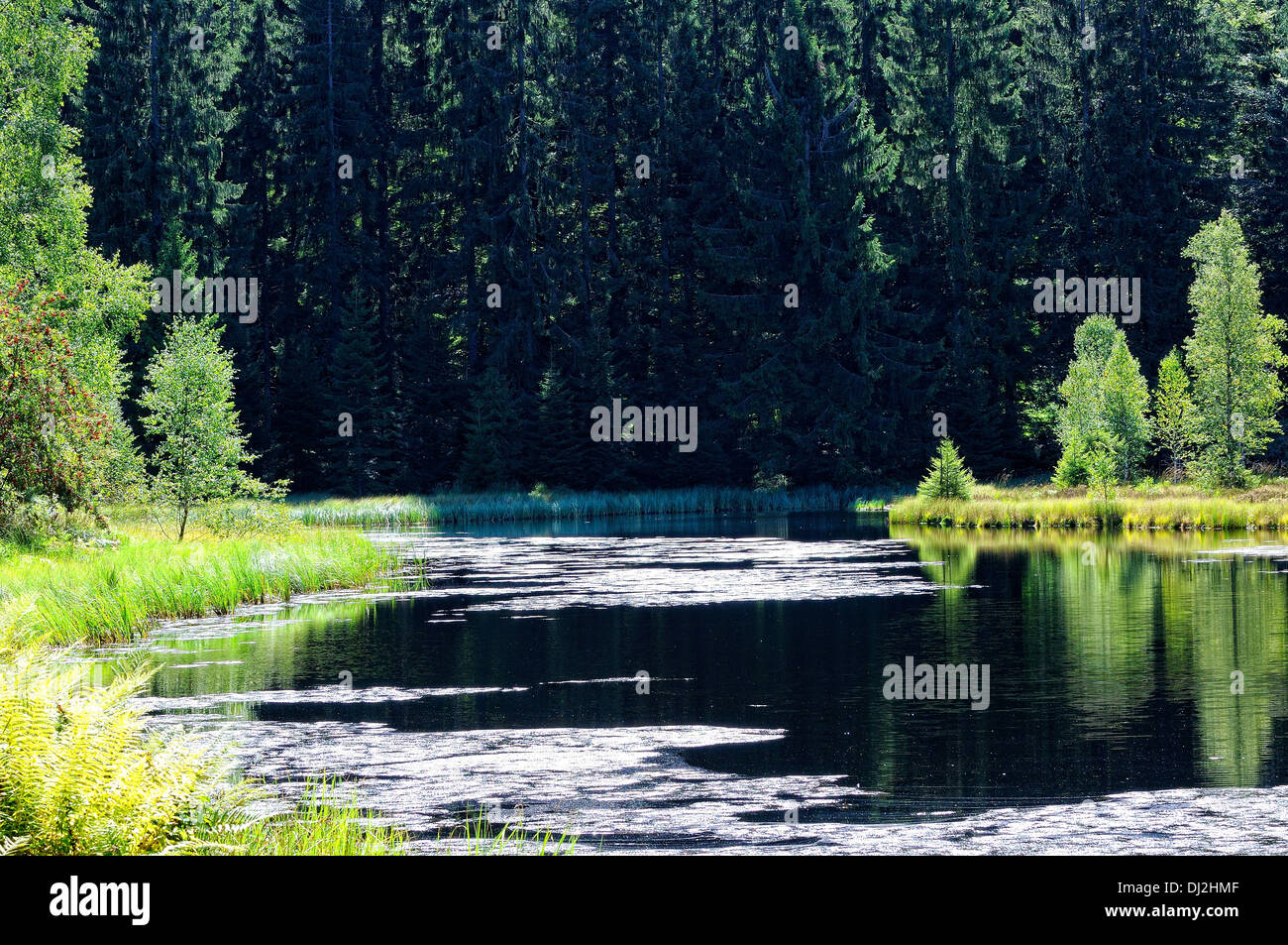 Buhlbachsee in the Black Forest Germany Stock Photo