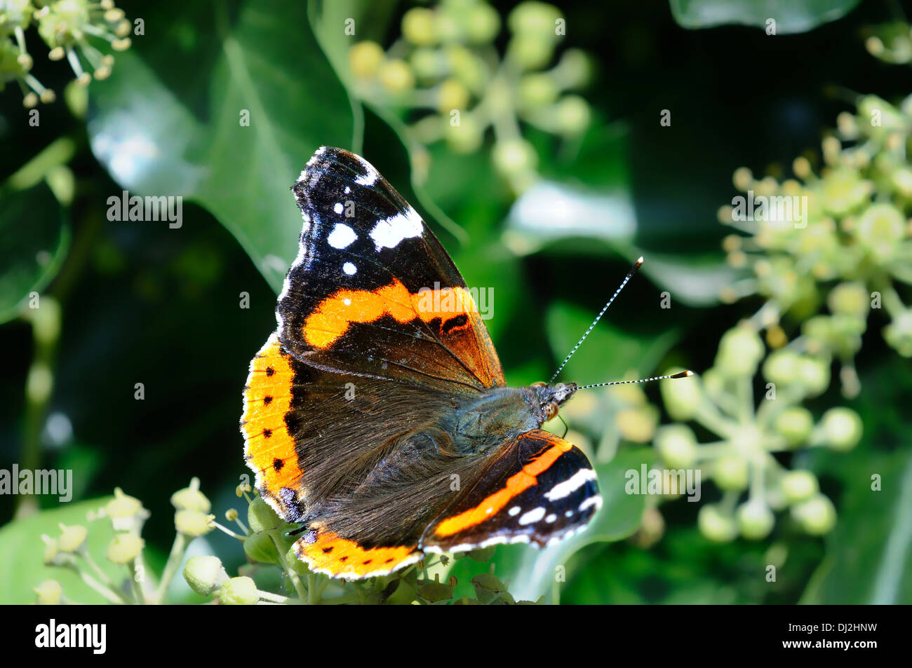 Admiral Butterfly Stock Photo