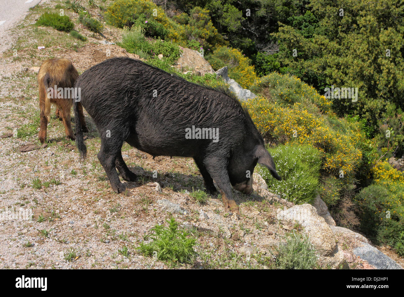 Wild boar on the island of Corsica France Stock Photo