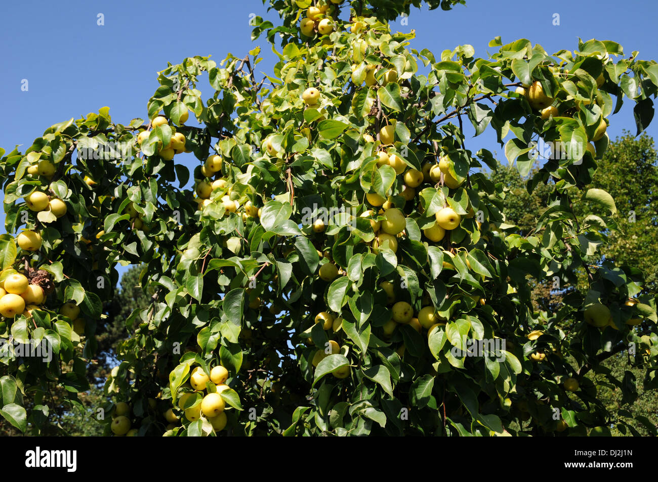 Asian pear Stock Photo