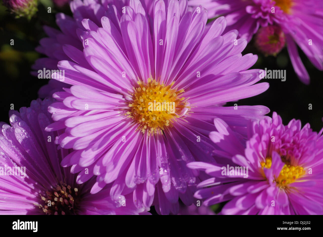 New York Aster Stock Photo