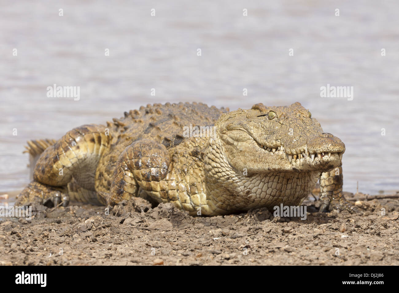 Crocodile (Crocodilia) Stock Photo