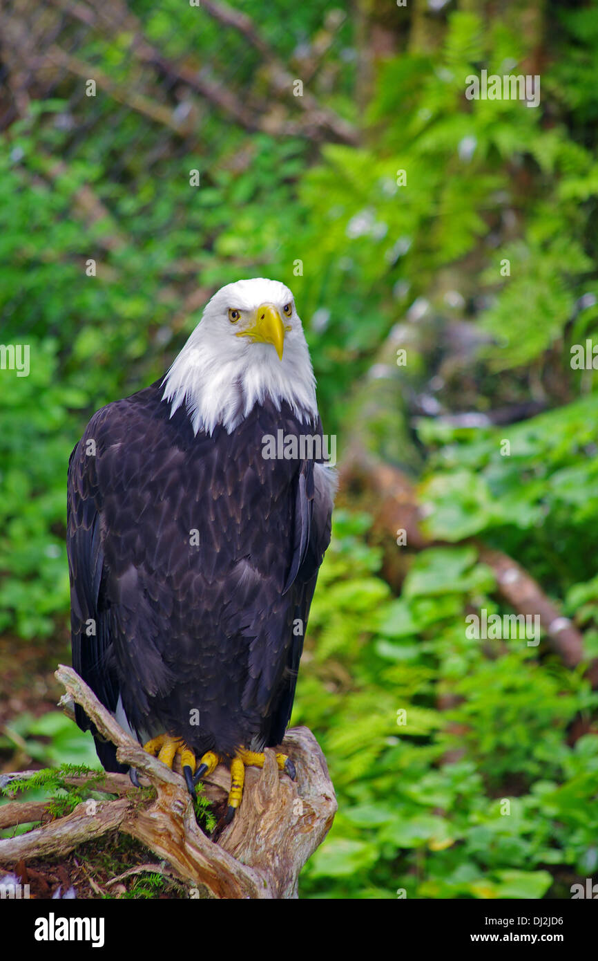 proud-bald-eagle-hi-res-stock-photography-and-images-alamy