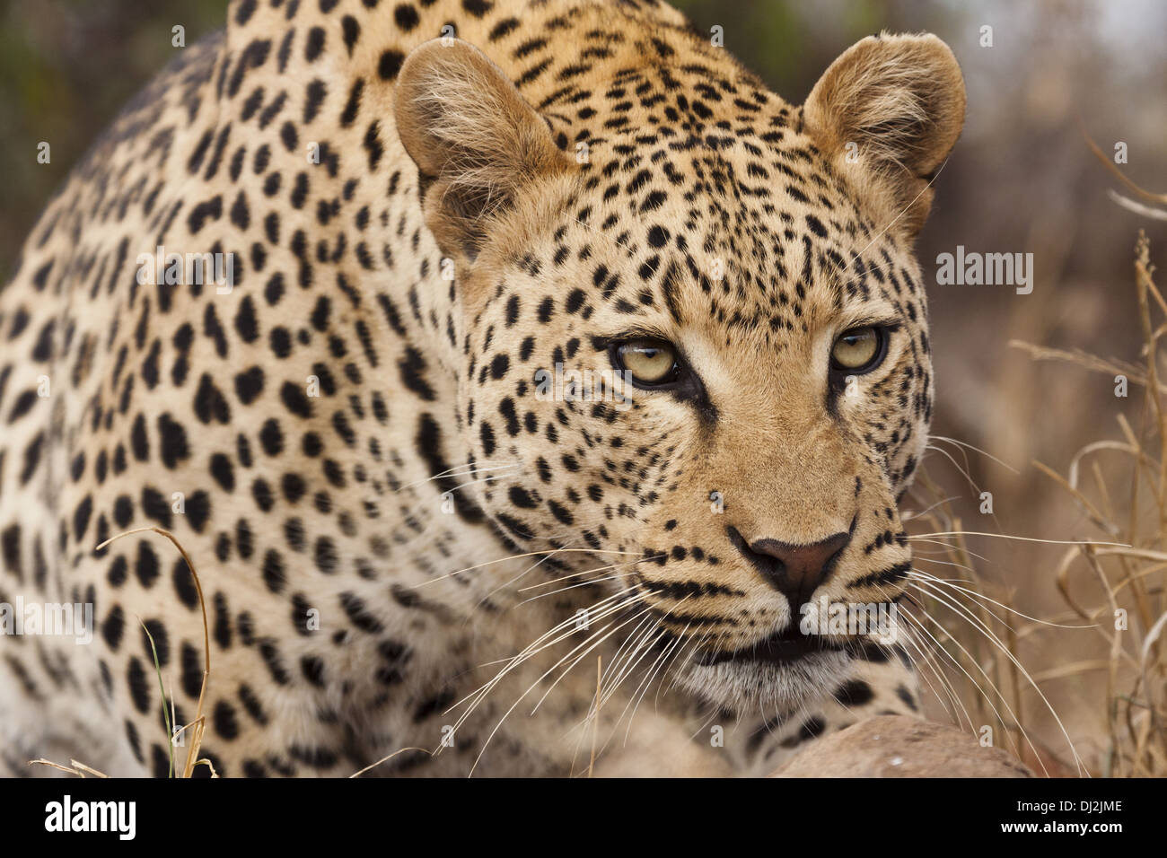 Leopard (Panthera pardus) in portrait Stock Photo