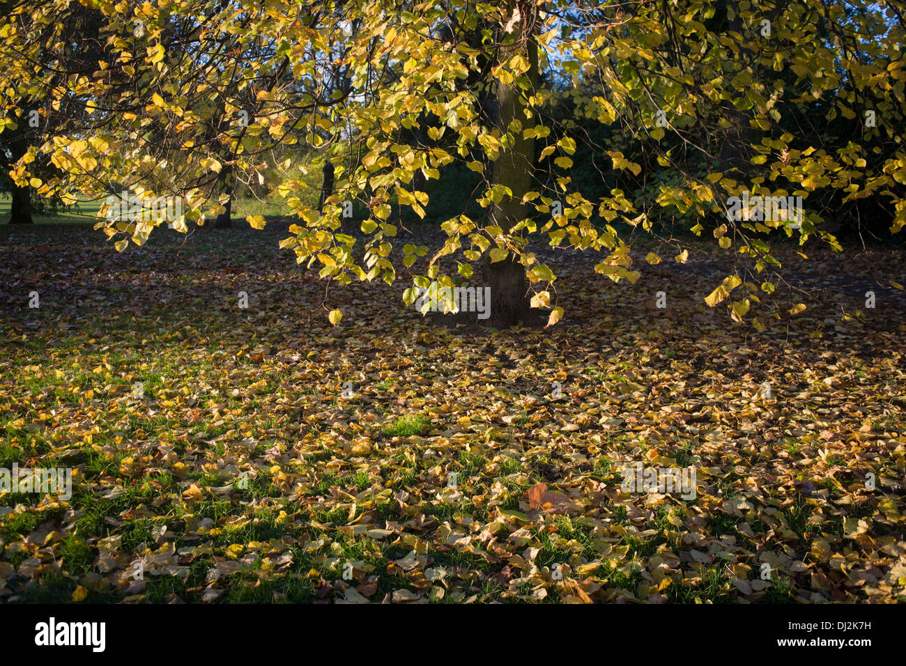Fallen yellow autumn leaves in Dulwich Park, London borough of Southwark. Stock Photo