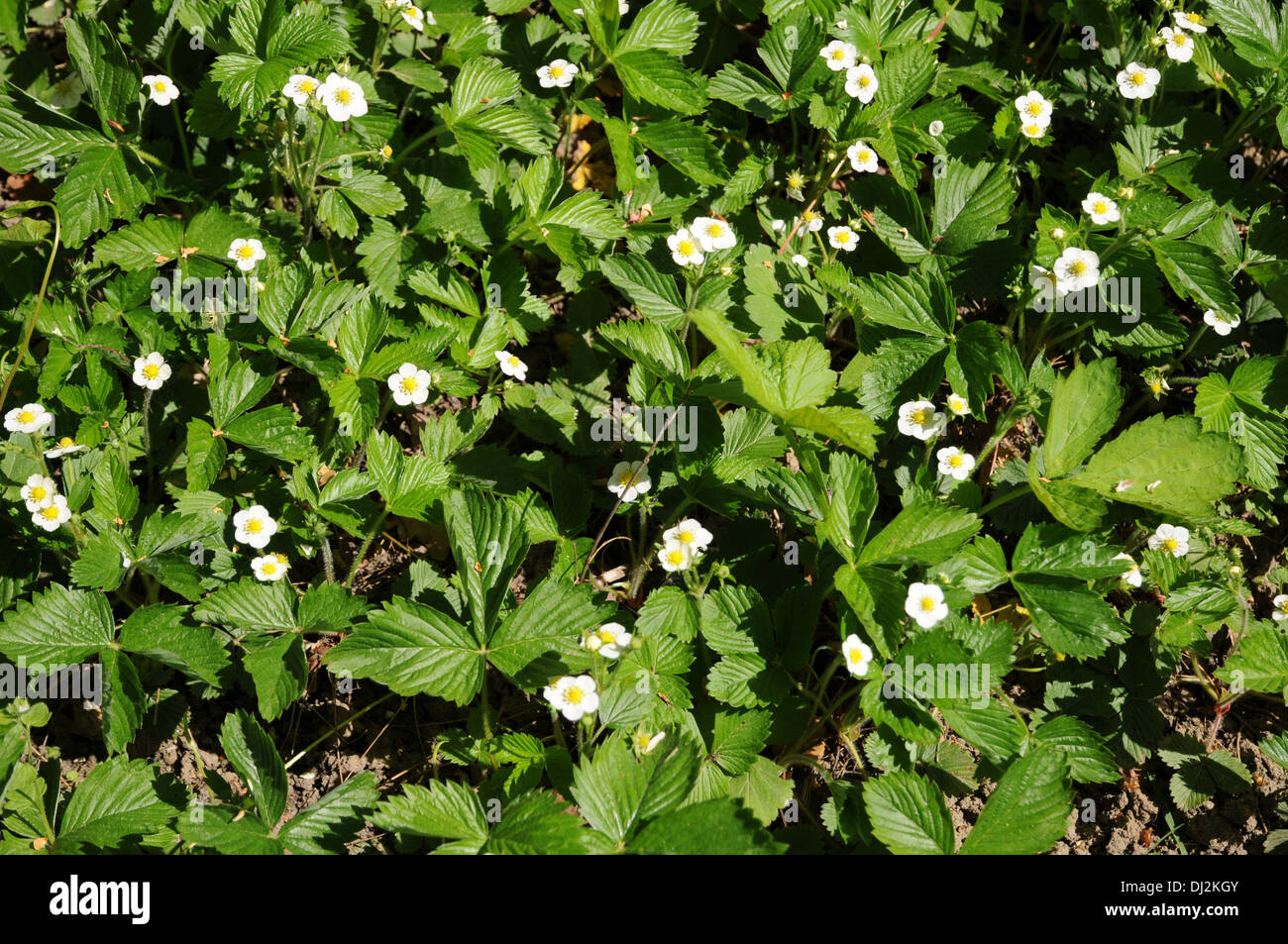 Strawberries Stock Photo