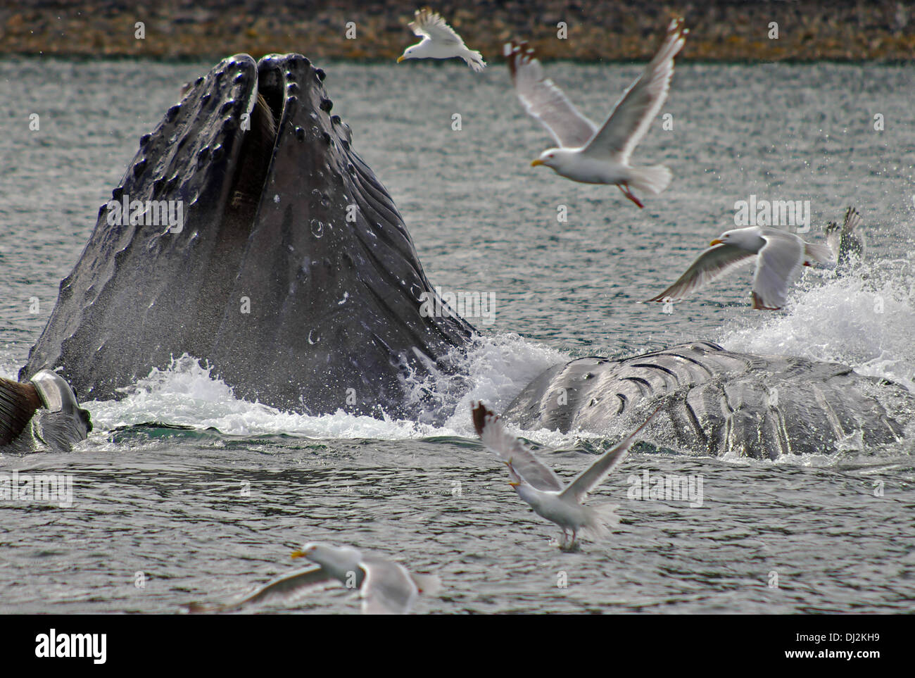 humpback whales feeding hering Stock Photo