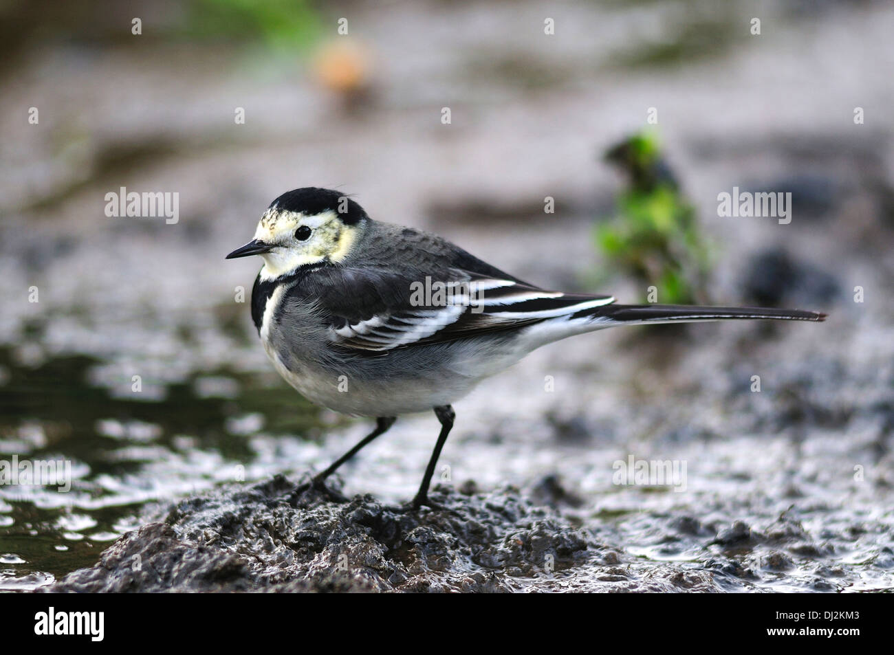 A pied wagtail feeding in muddy water UK Stock Photo