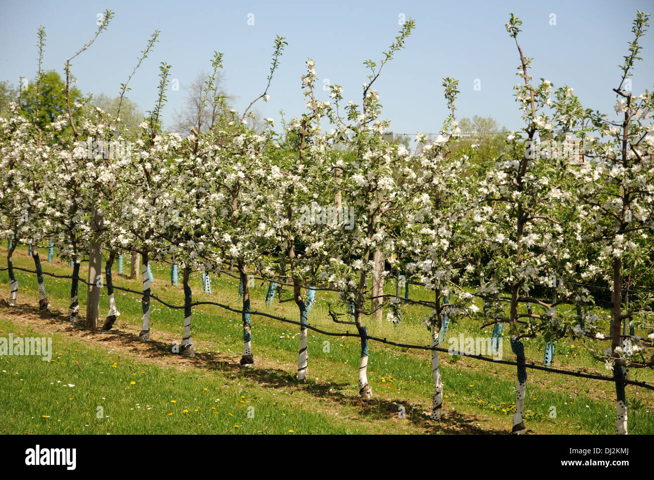 Orchard Stock Photo