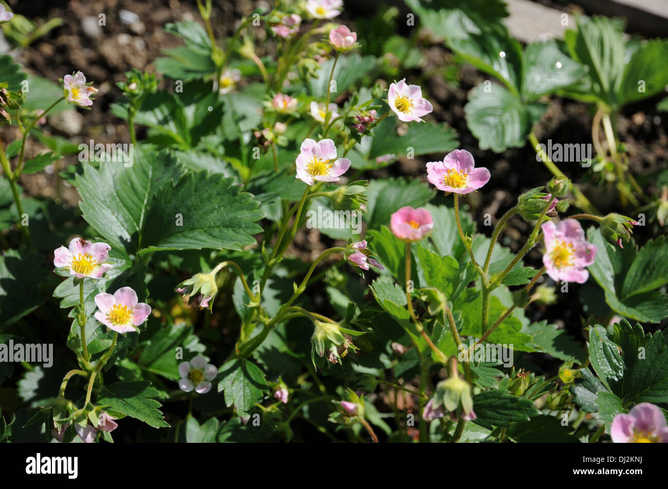 Pink-flowered strawberry Stock Photo