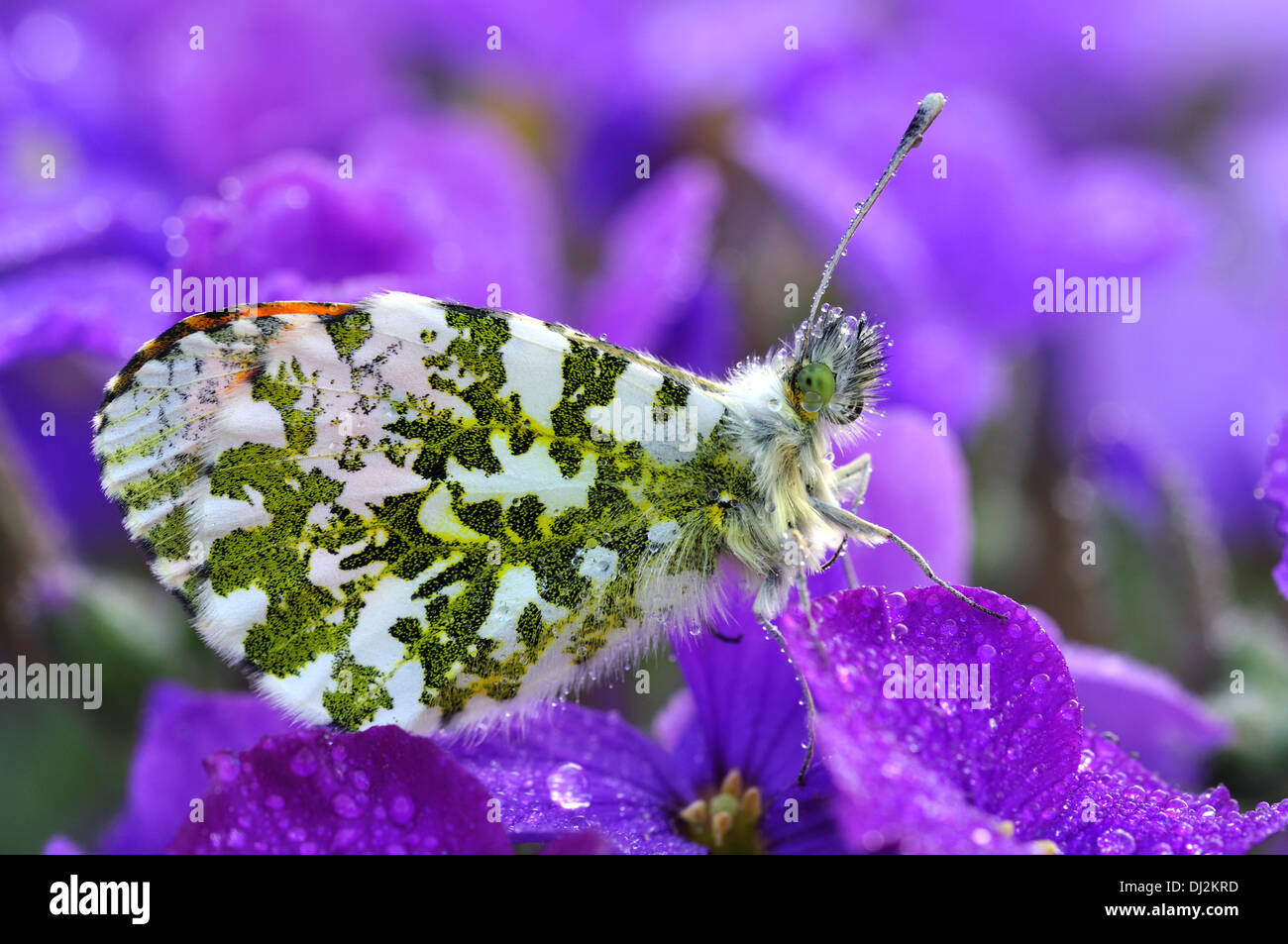 orange-tip Stock Photo
