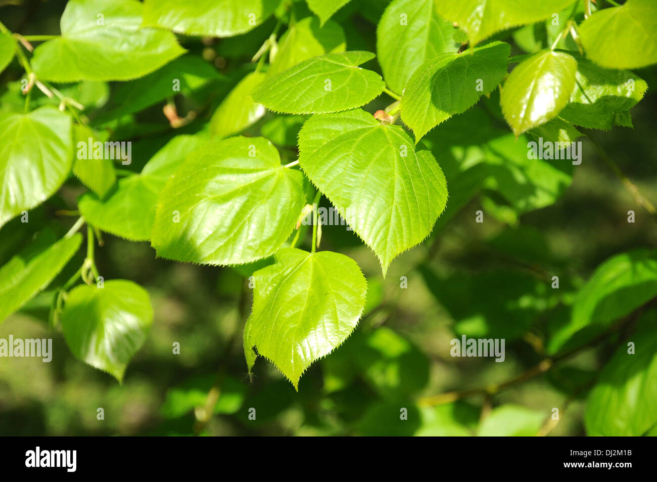 Caucasian lime Stock Photo