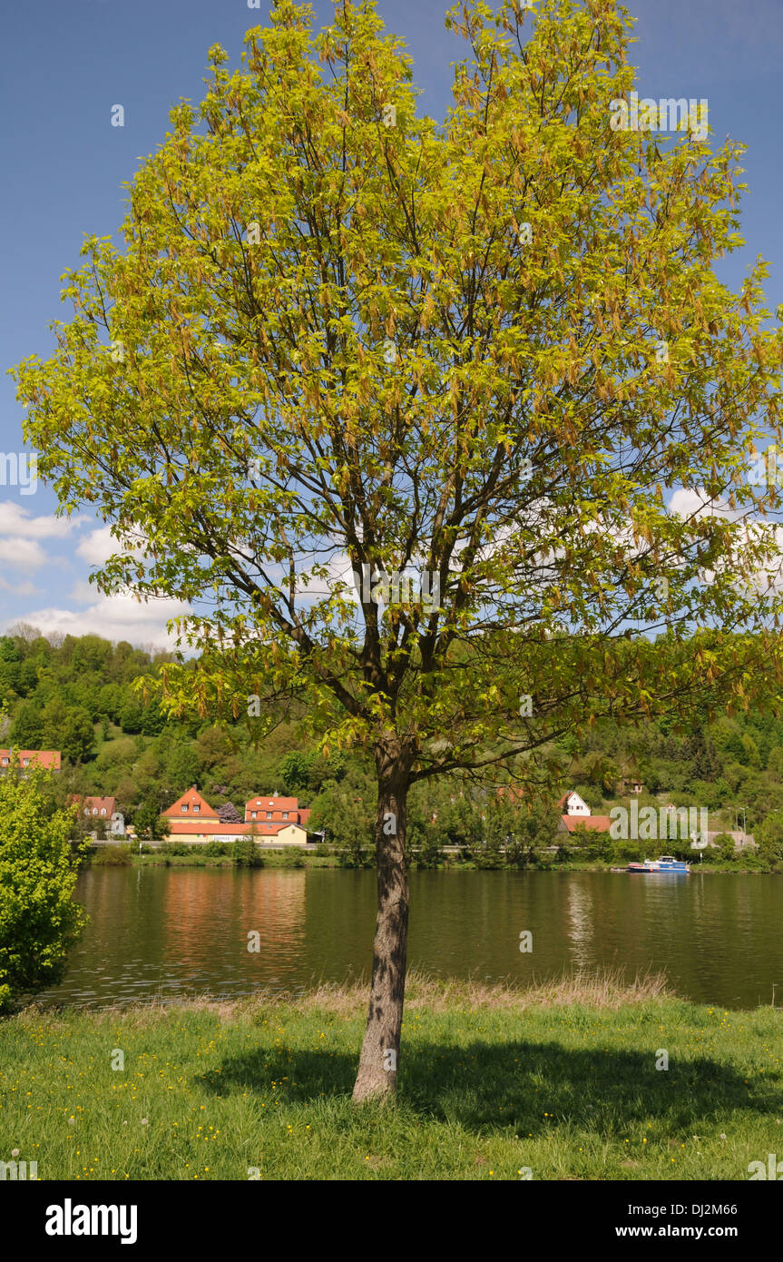Northern red oak Stock Photo Alamy