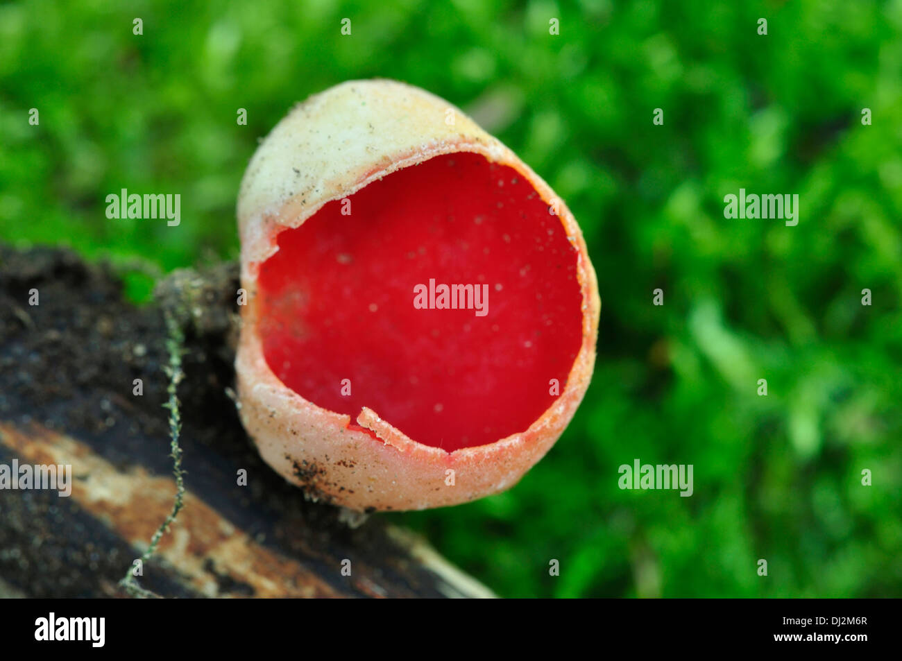 A scarlet elf cup fungus UK Stock Photo