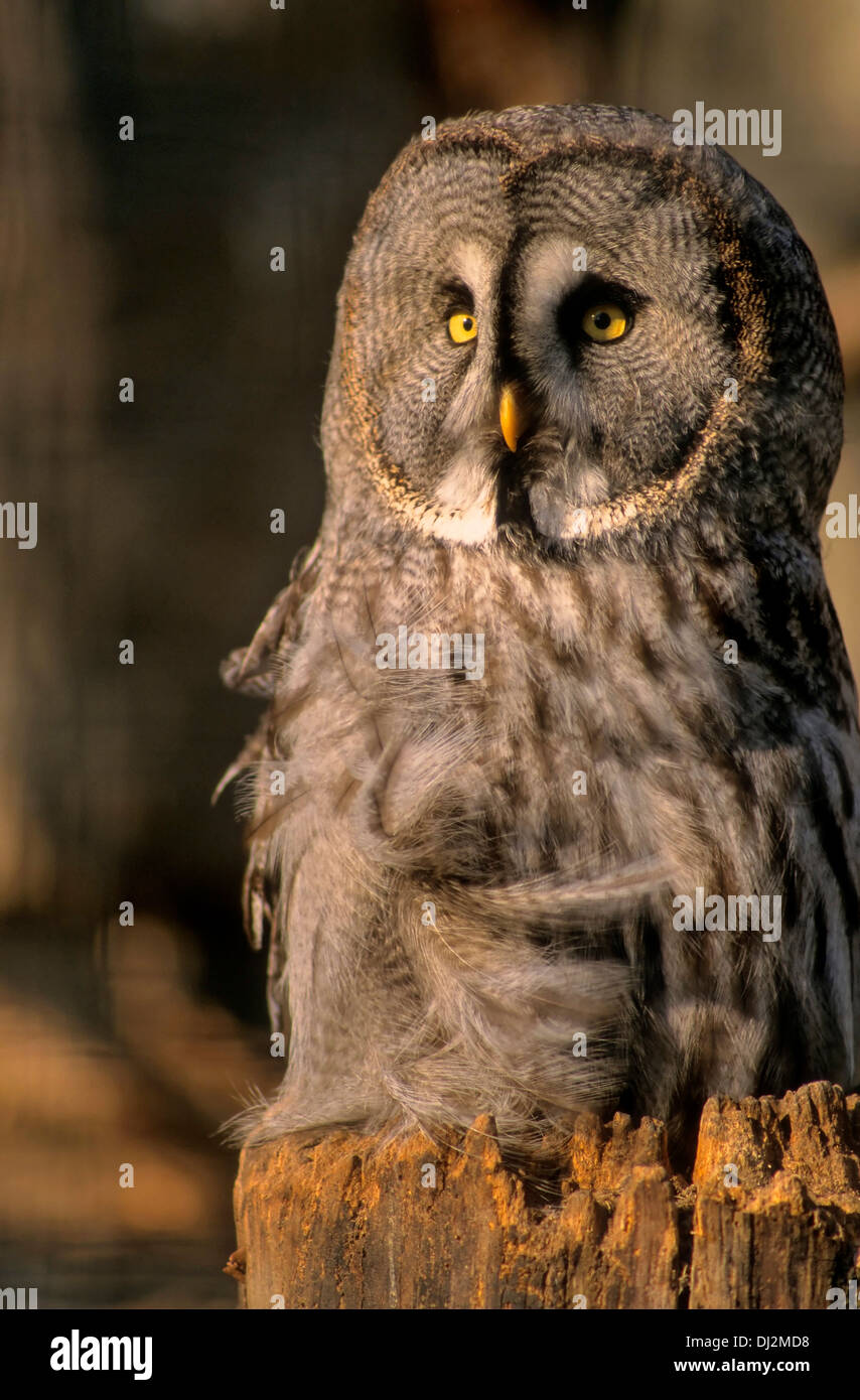 Bartkauz (Strix nebulosa), Great Grey Owl or Great Gray Owl (Strix nebulosa) Stock Photo