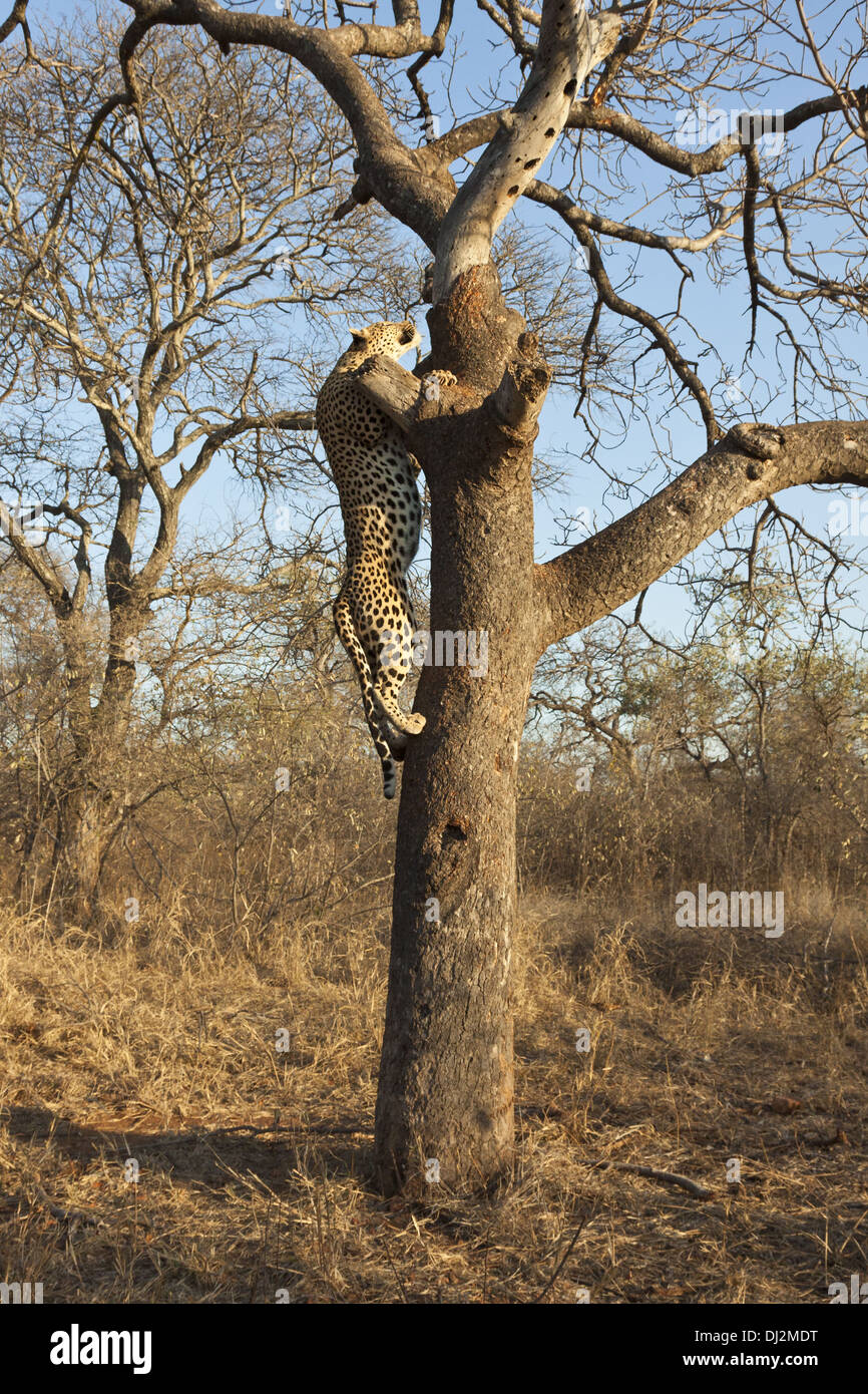 Leopard (Panthera pardus) climbs up a tree Stock Photo