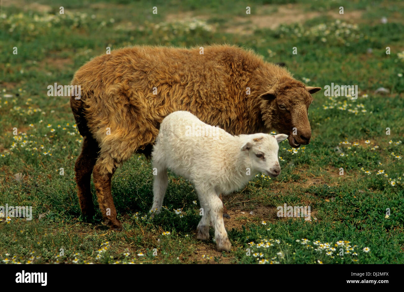 Lamb Skudde / Walachenschaf, domestic sheep (Ovis orientalis aries), Skudde-Walachenschaf mix, intersection, Walachenschafbock, Stock Photo