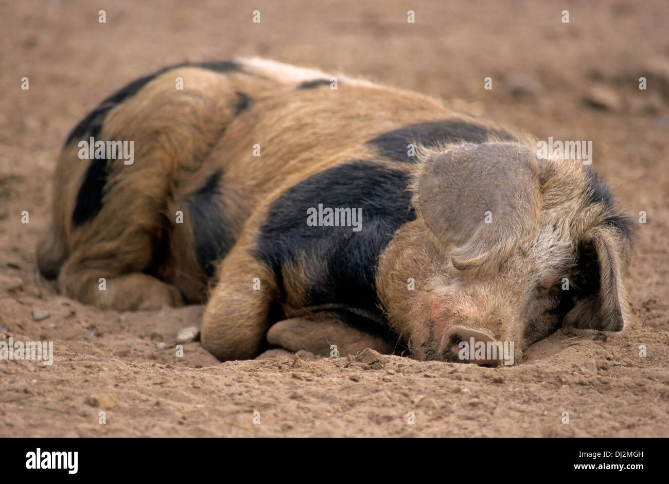 Buntes Bentheimer Schwein, Bentheimer Landschwein Stock Photo - Alamy