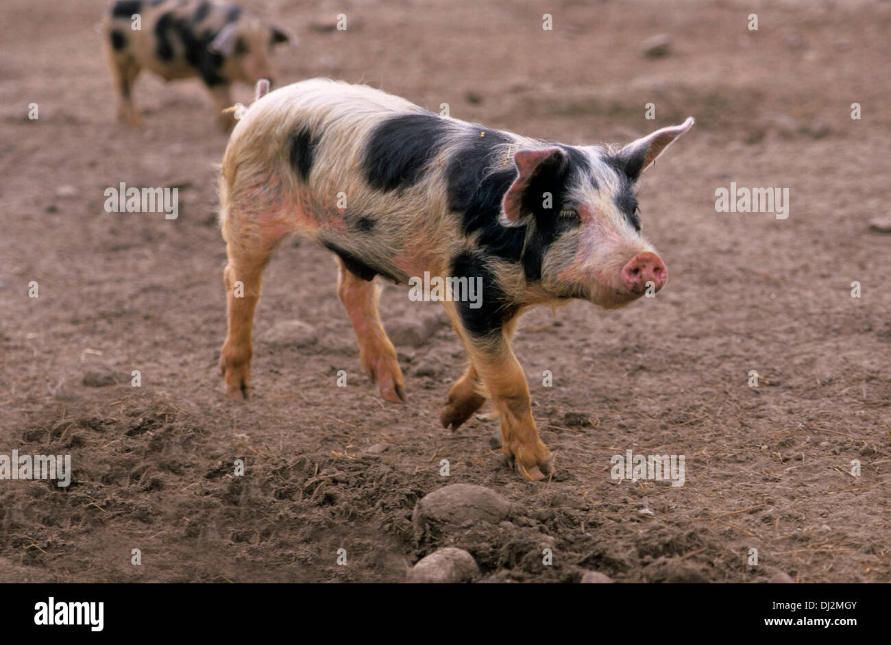 Buntes Bentheimer Schwein, Bentheimer Landschwein Stock Photo - Alamy