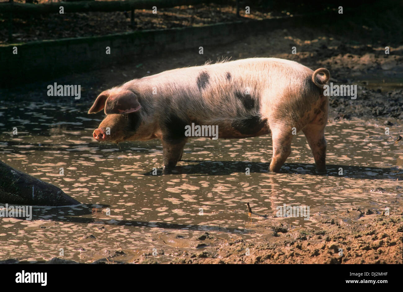 Buntes Bentheimer Schwein, Bentheimer Landschwein Stock Photo - Alamy