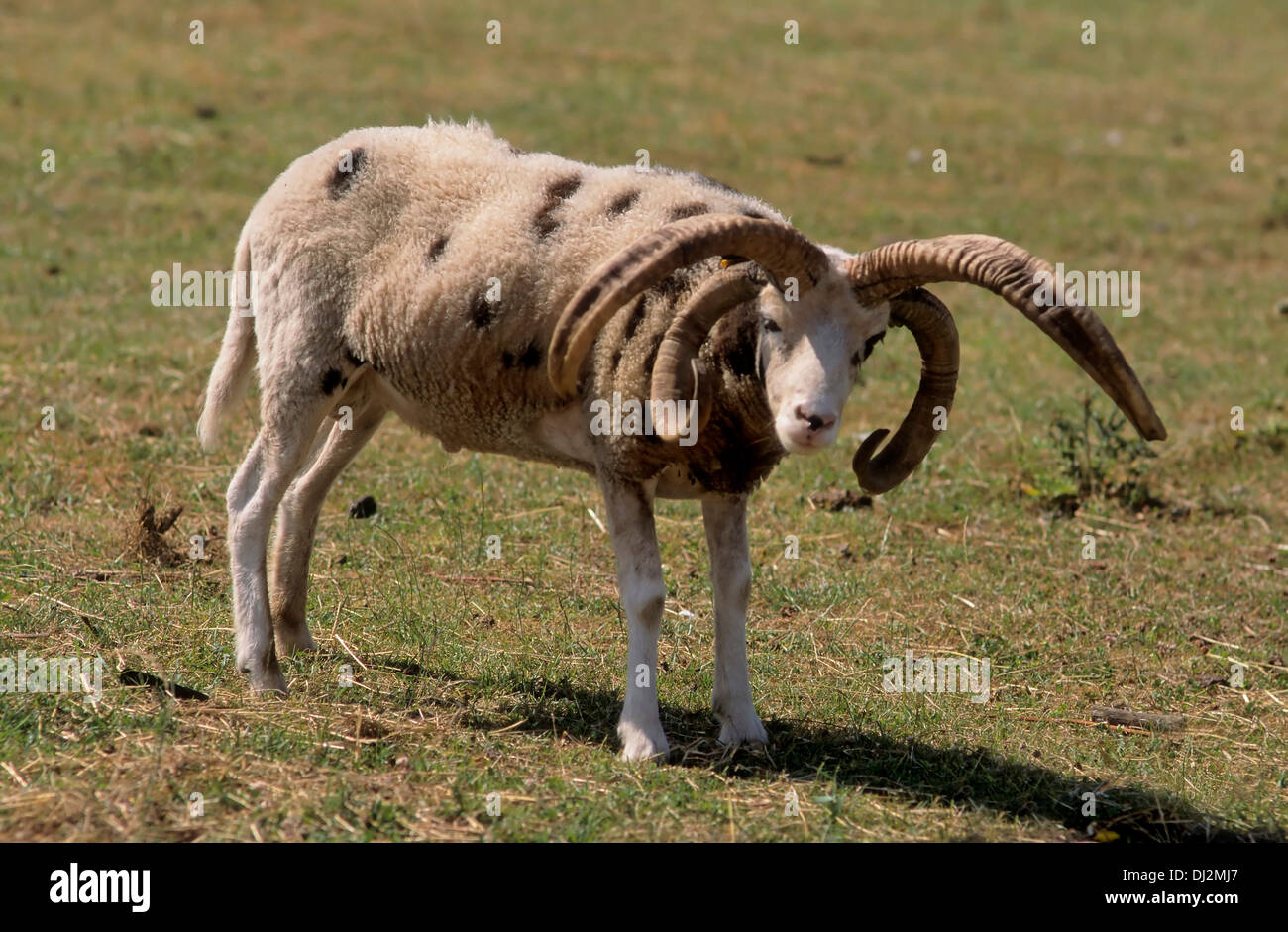 Jacob sheep, Hausschaf (Ovis orientalis aries), Vierhornschaf, Jacobschaf, Mehrhornschaf (Ovis ammon f. aries) Stock Photo