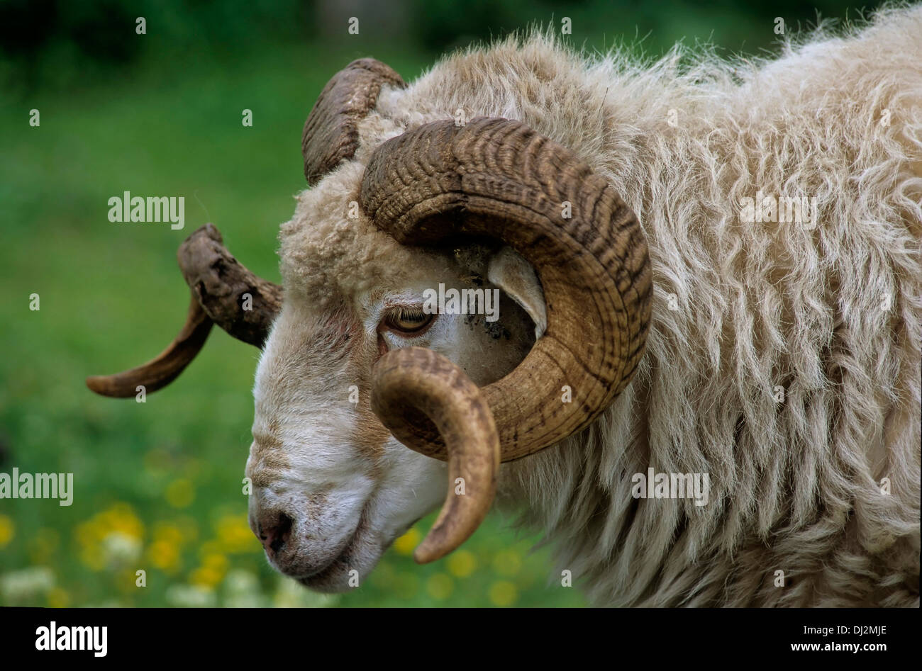 Walachenschaf, Hausschaf (Ovis orientalis aries), mouflon (Ovis orientalis orientalis) Stock Photo