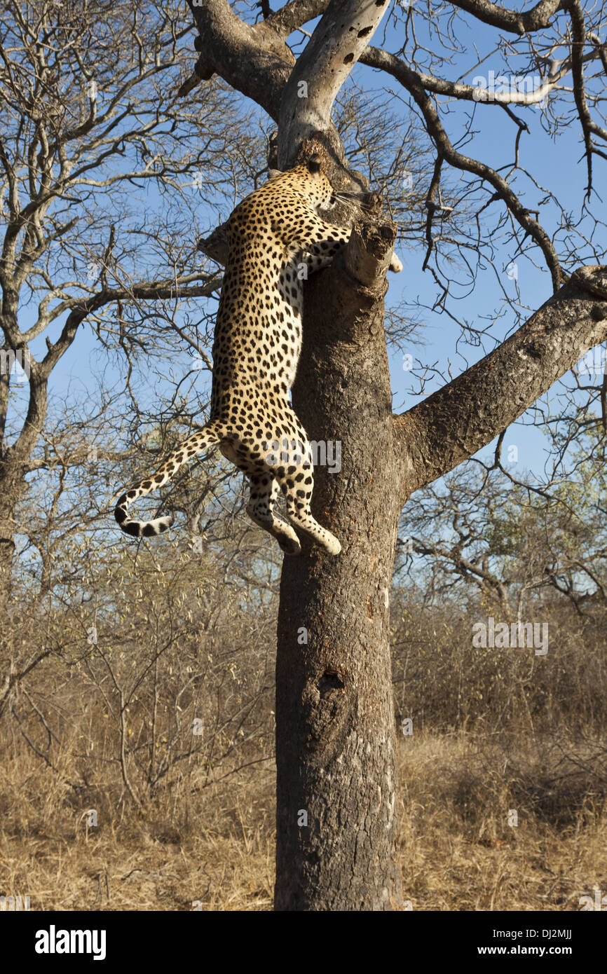 Leopard (Panthera pardus) climbs up a tree Stock Photo