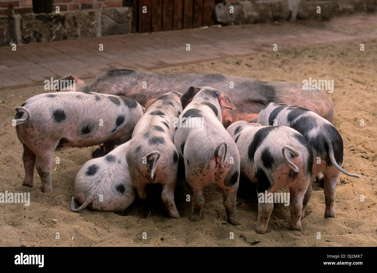 Muttertier Stock Photos & Muttertier Stock Images - Alamy