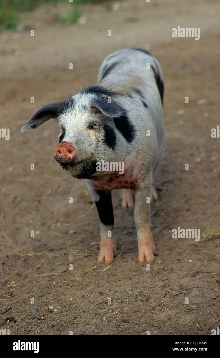 Buntes Bentheimer Schwein, Bentheimer Landschwein Stock Photo - Alamy