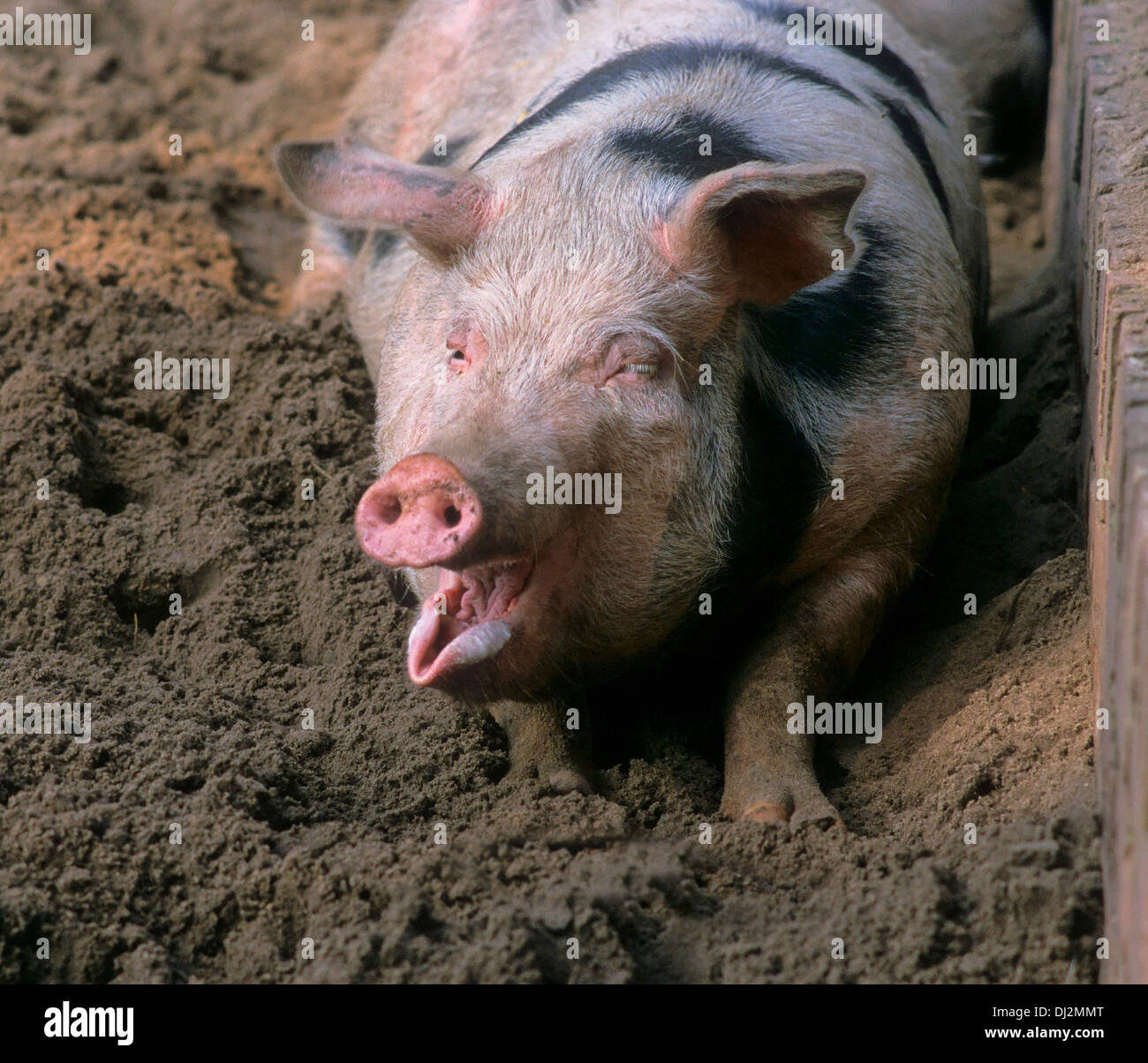 Buntes Bentheimer Schwein, Bentheimer Landschwein Stock Photo - Alamy