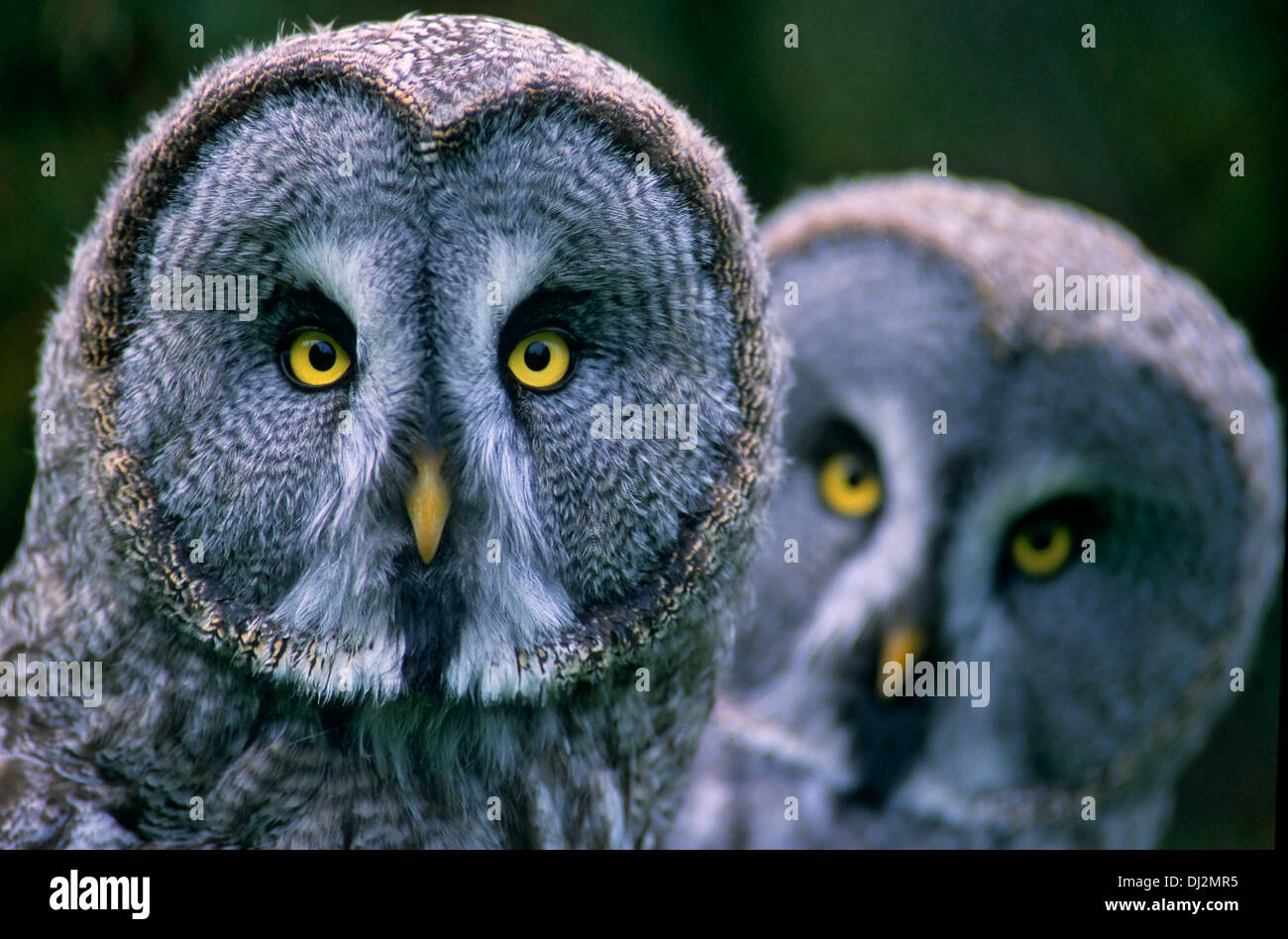 Great Gray Owl (Strix nebulosa), Bartkauz (Strix nebulosa), Paar Stock Photo