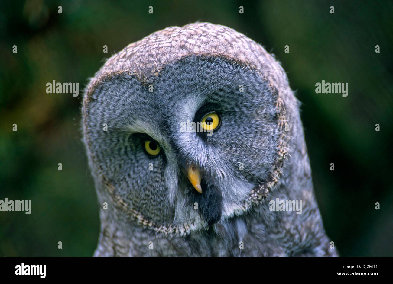 Great Gray Owl (Strix nebulosa), Bartkauz (Strix nebulosa), Stock Photo