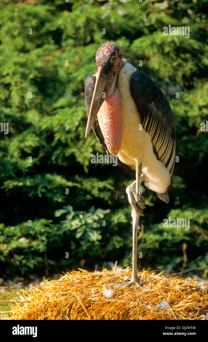Marabou Stork (Leptoptilos crumeniferus), Marabu (Leptoptilos crumeniferus) Stock Photo