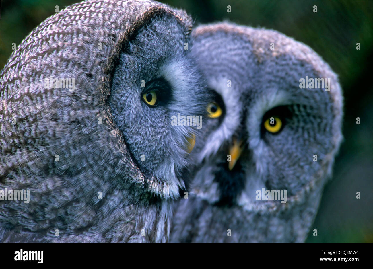 Great Gray Owl (Strix nebulosa), Bartkauz (Strix nebulosa), Paar Stock Photo