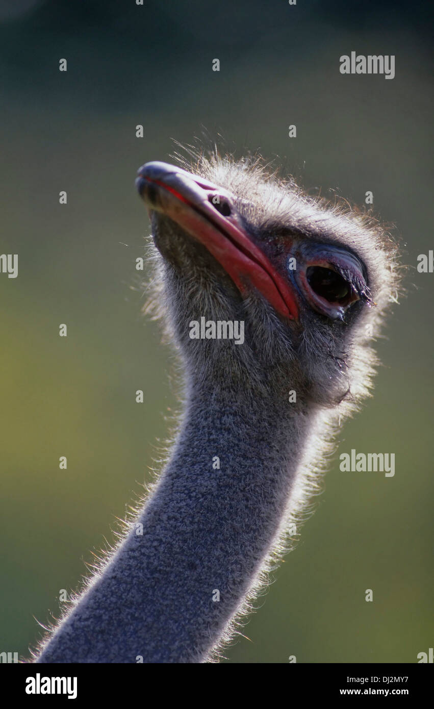 Afrikanischer Strauß (Struthio camelus), Common Ostrich (Struthio camelus) Stock Photo
