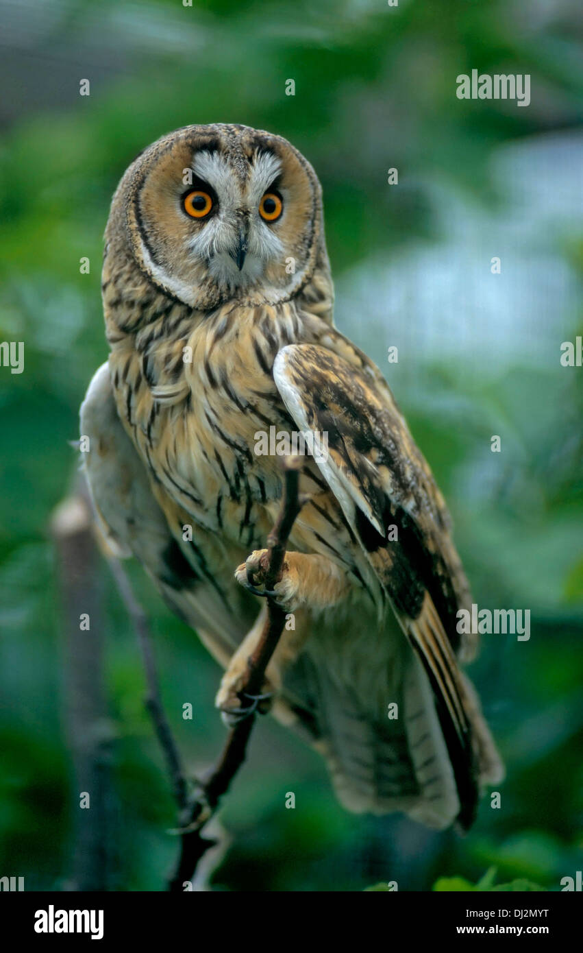 Waldohreule (Asio otus), Long-eared Owl - Asio otus (Strix otus) Stock Photo