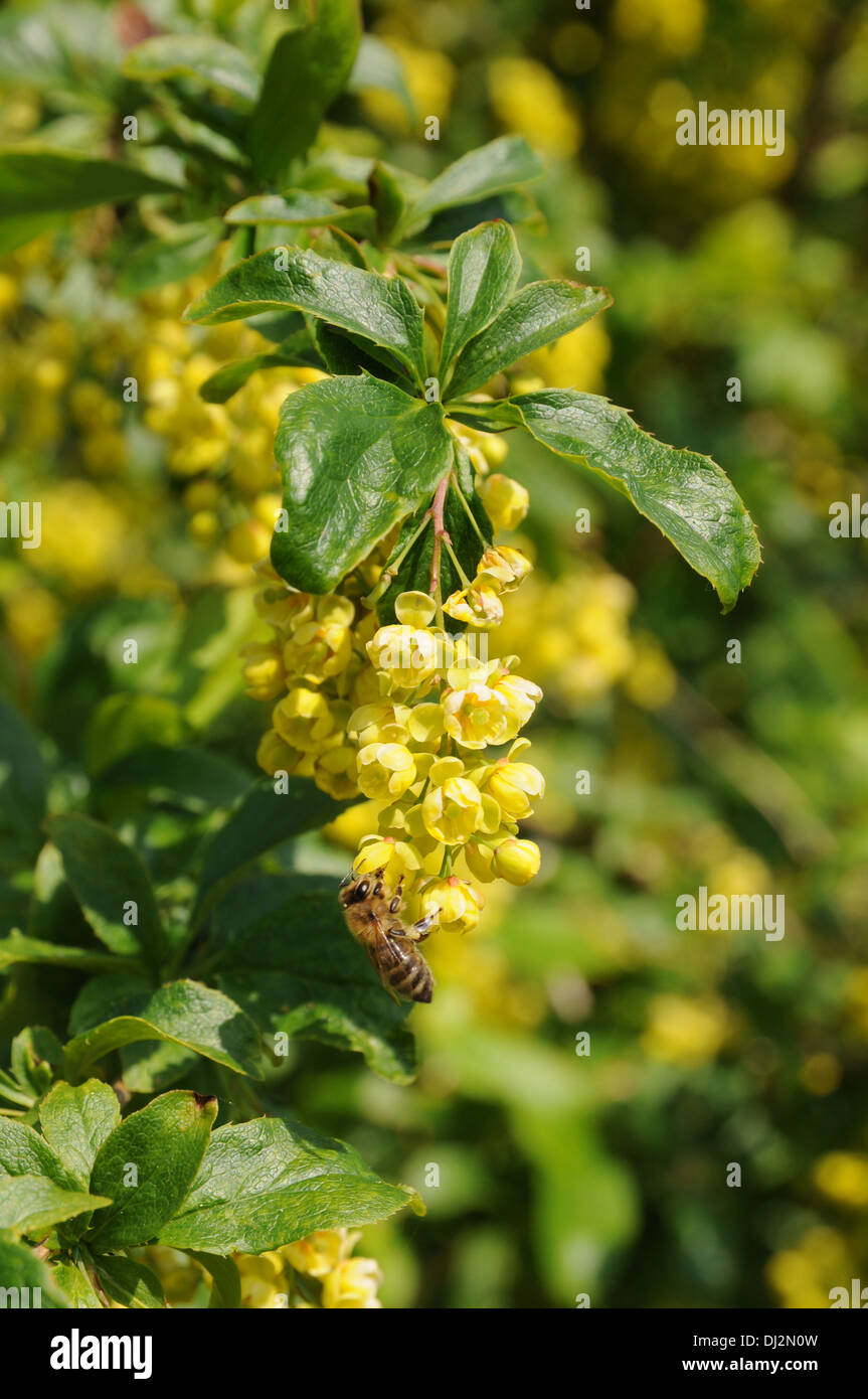 Barberry Stock Photo - Alamy