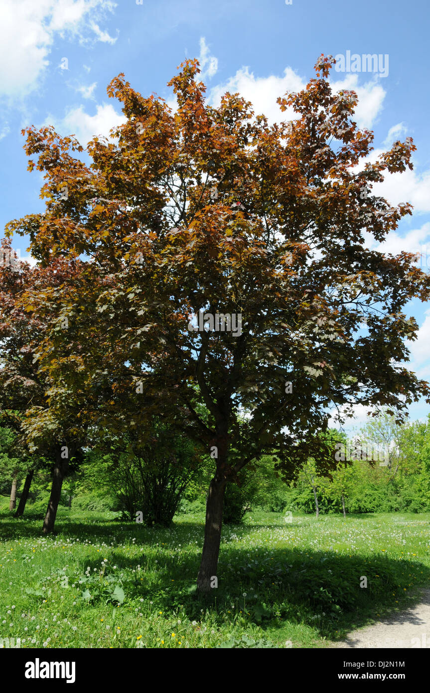 Redleaved norway maple Stock Photo