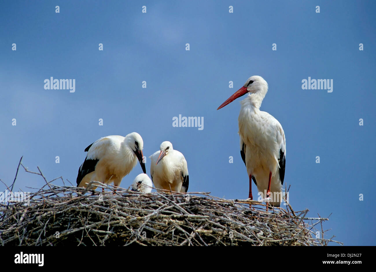 Weißstorch (Ciconia ciconia), White Stork (Ciconia ciconia) family Stock Photo