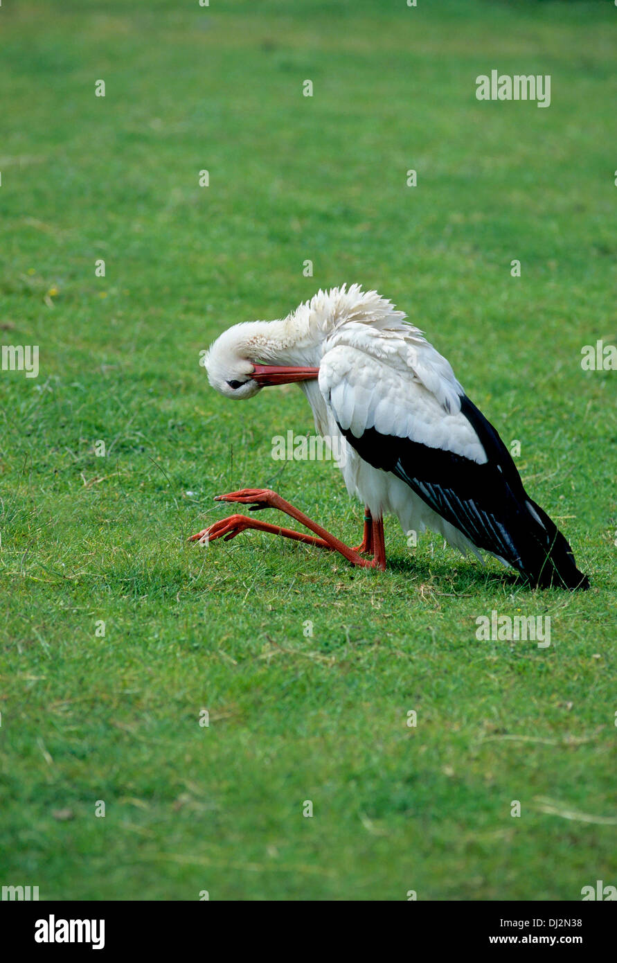 Weißstorch (Ciconia ciconia), White Stork (Ciconia ciconia) Stock Photo