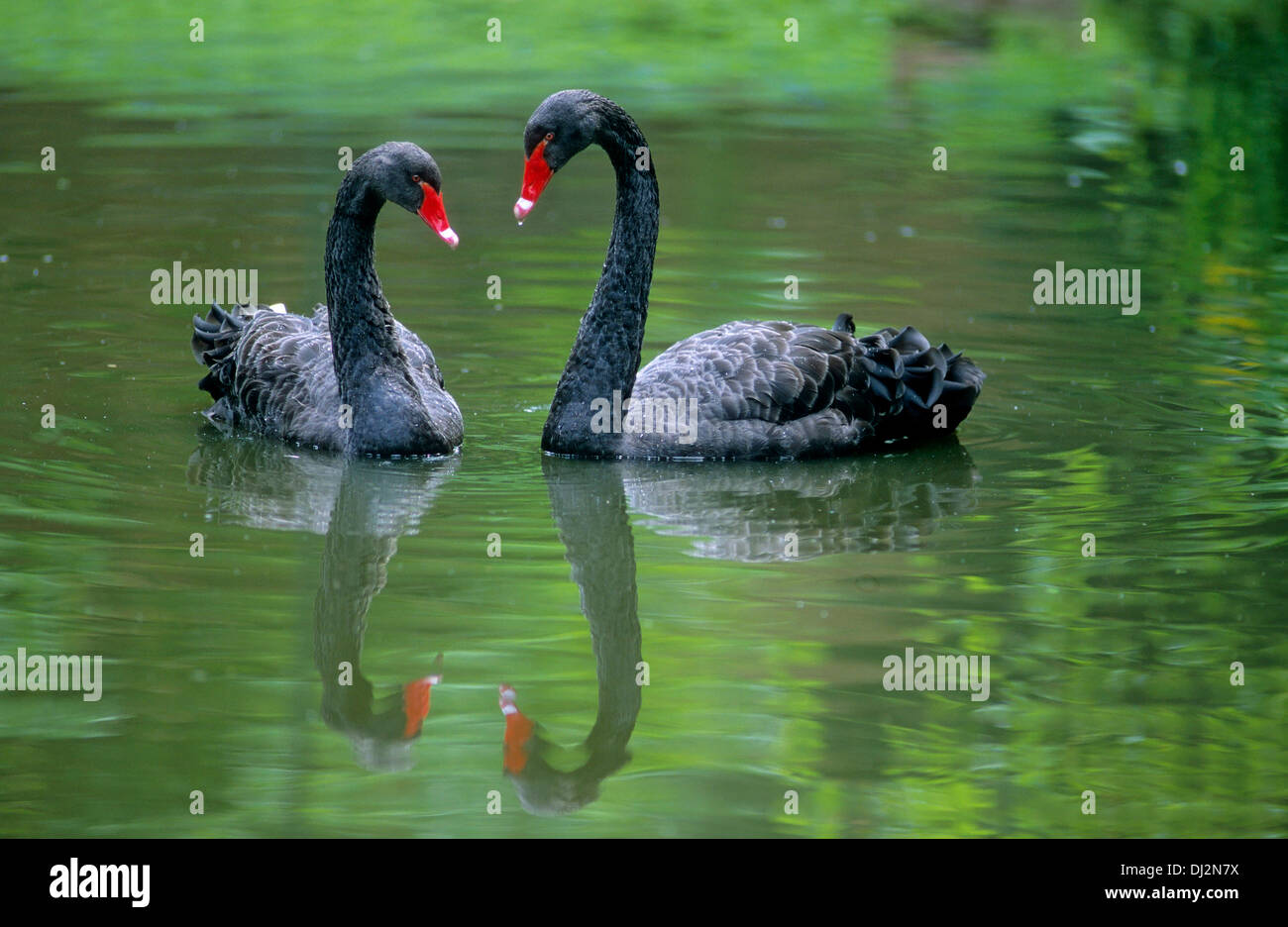 Swan Pair High Resolution Stock and Images - Alamy