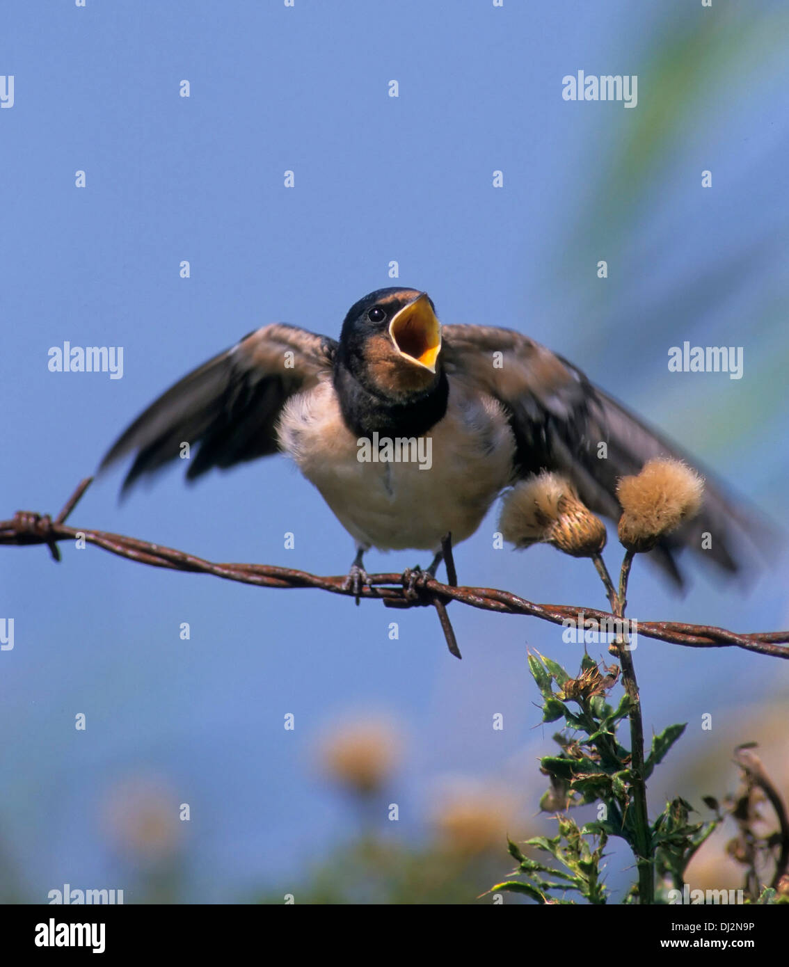 Barn Swallow (Hirundo rustica), Rauchschwalbe (Hirundo rustica) Stock Photo