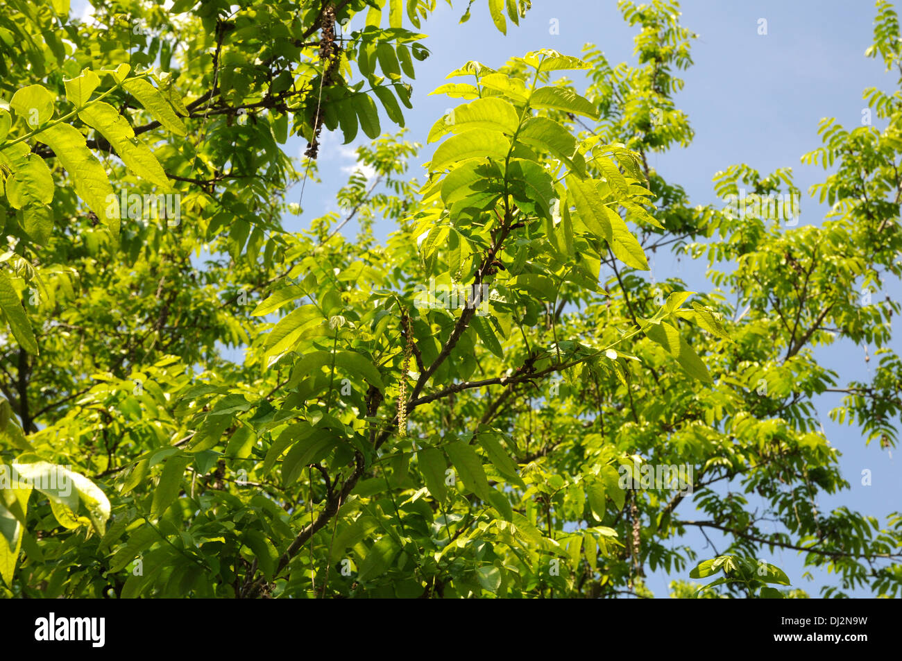 Wingnut hi-res stock photography and images - Alamy