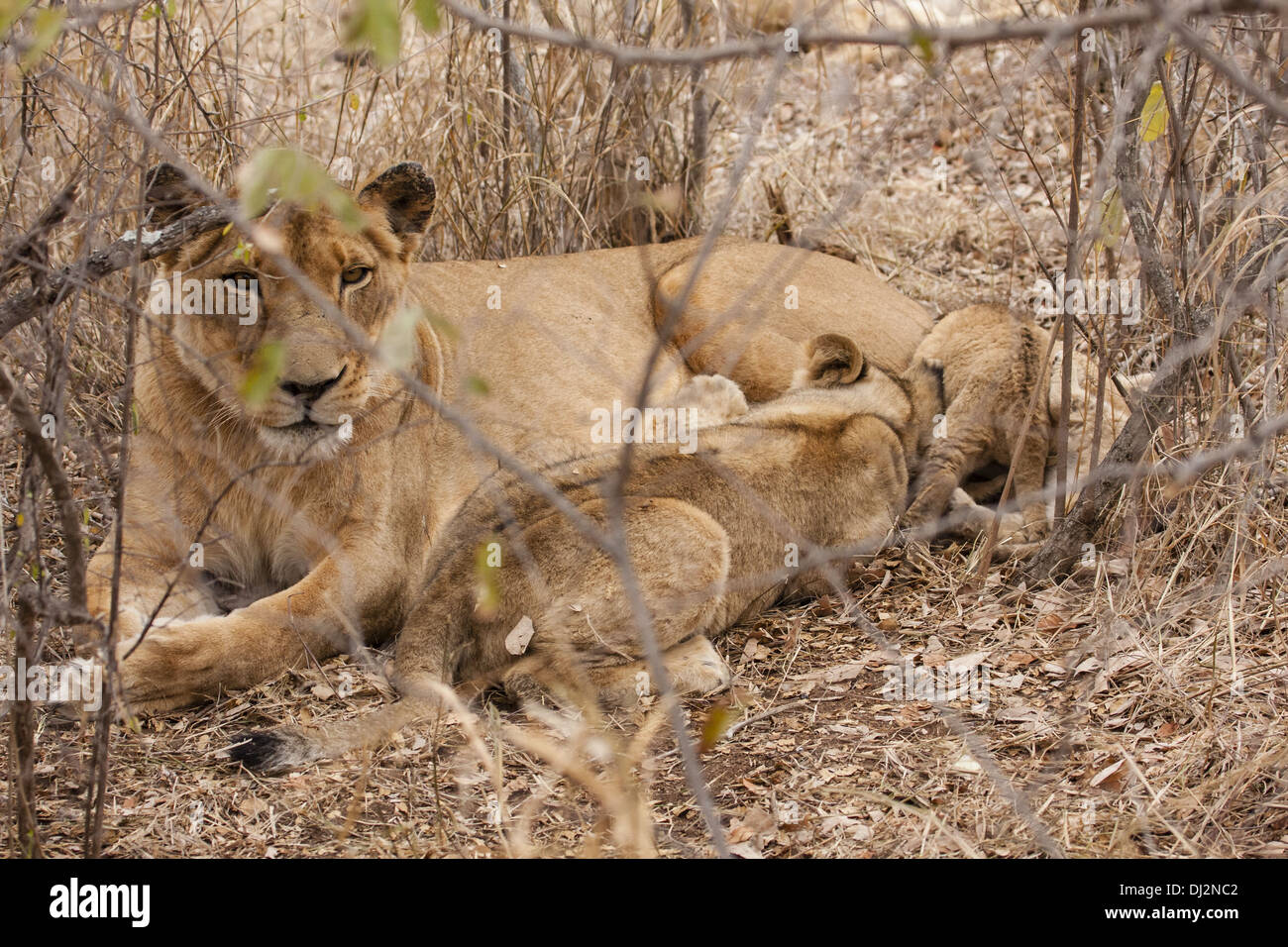 Lioness with cub (Panthera leo) Stock Photo
